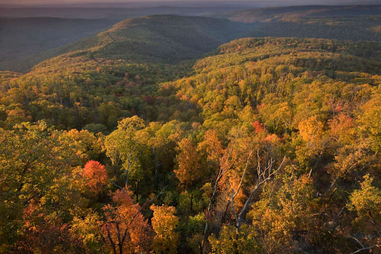 Become Nurse In Arkansas + Requirements & Licensing